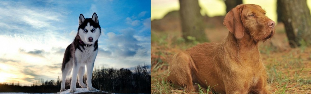 Hungarian Wirehaired Vizsla vs Alaskan Husky - Breed Comparison
