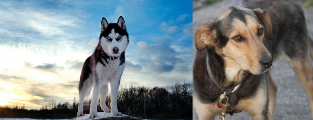 Huntaway vs Alaskan Husky - Breed Comparison