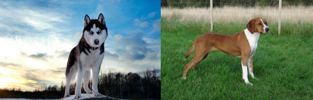 Hygenhund vs Alaskan Husky - Breed Comparison