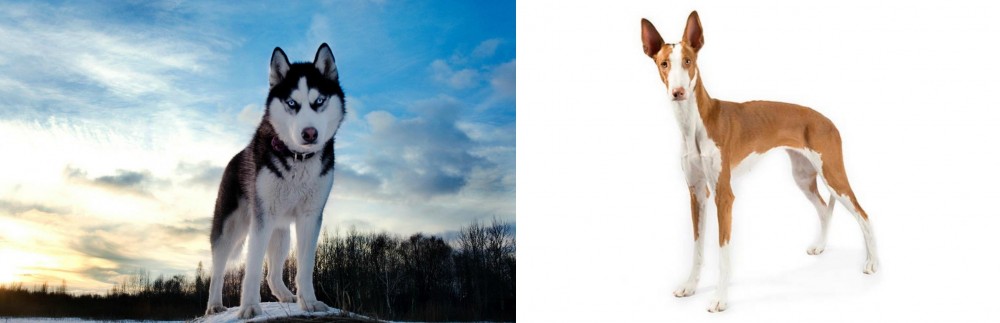 Ibizan Hound vs Alaskan Husky - Breed Comparison