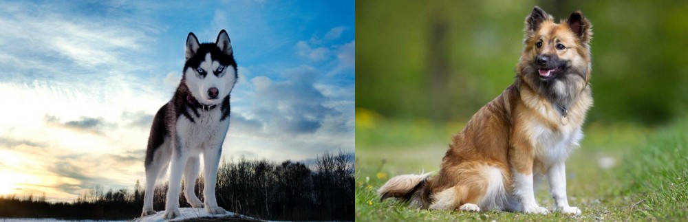 Icelandic Sheepdog vs Alaskan Husky - Breed Comparison