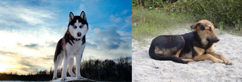 Indian Pariah Dog vs Alaskan Husky - Breed Comparison