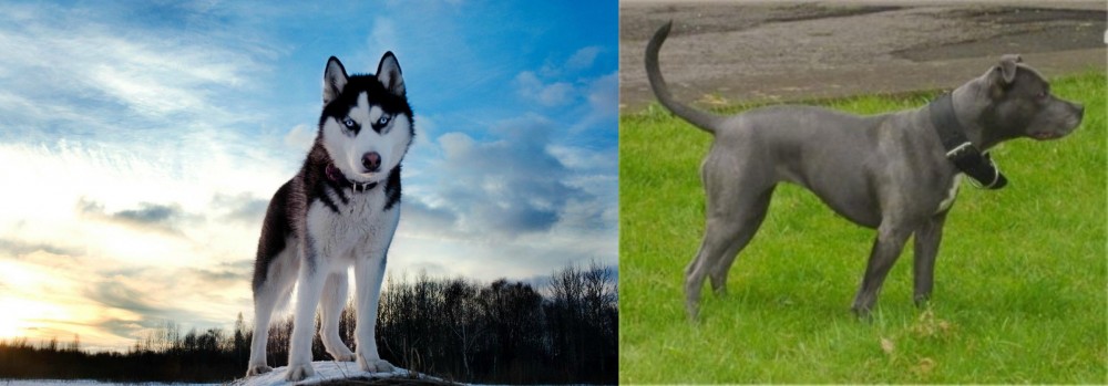 Irish Bull Terrier vs Alaskan Husky - Breed Comparison