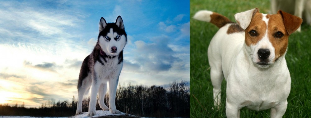 Irish Jack Russell vs Alaskan Husky - Breed Comparison