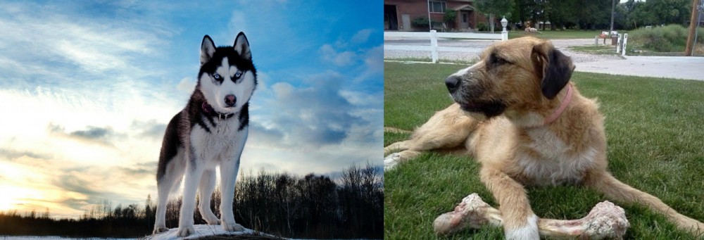 Irish Mastiff Hound vs Alaskan Husky - Breed Comparison