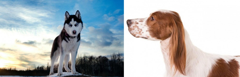 Irish Red and White Setter vs Alaskan Husky - Breed Comparison