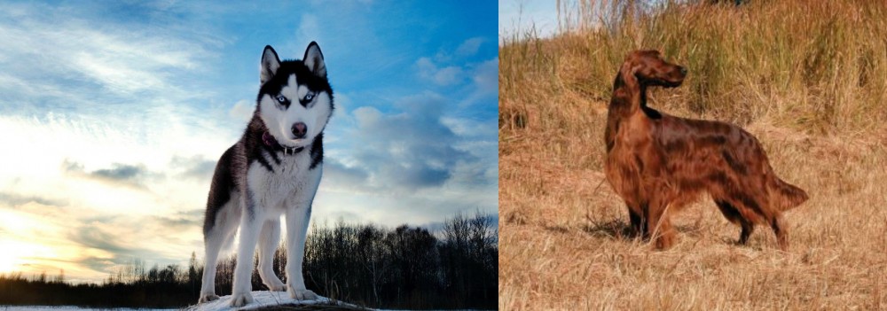 Irish Setter vs Alaskan Husky - Breed Comparison
