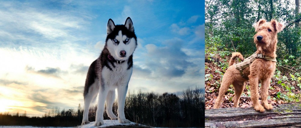 Irish Terrier vs Alaskan Husky - Breed Comparison