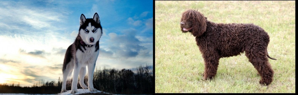 Irish Water Spaniel vs Alaskan Husky - Breed Comparison
