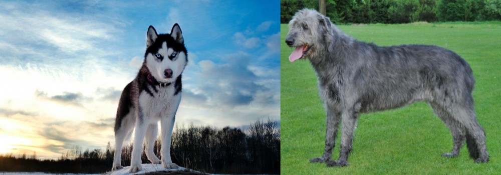 Irish Wolfhound vs Alaskan Husky - Breed Comparison