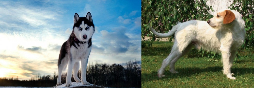 Istarski Ostrodlaki Gonic vs Alaskan Husky - Breed Comparison