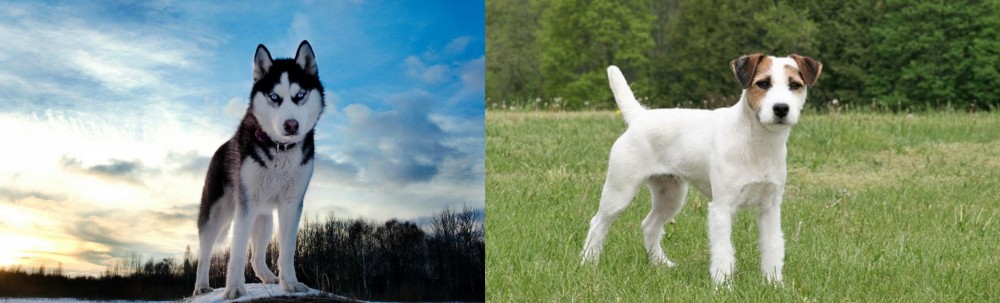 Jack Russell Terrier vs Alaskan Husky - Breed Comparison