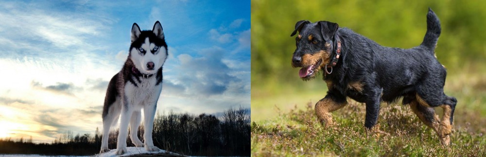 Jagdterrier vs Alaskan Husky - Breed Comparison