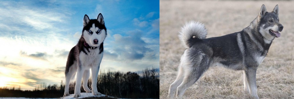 Jamthund vs Alaskan Husky - Breed Comparison