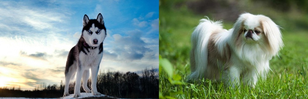 Japanese Chin vs Alaskan Husky - Breed Comparison