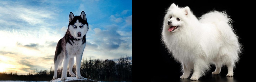 Japanese Spitz vs Alaskan Husky - Breed Comparison