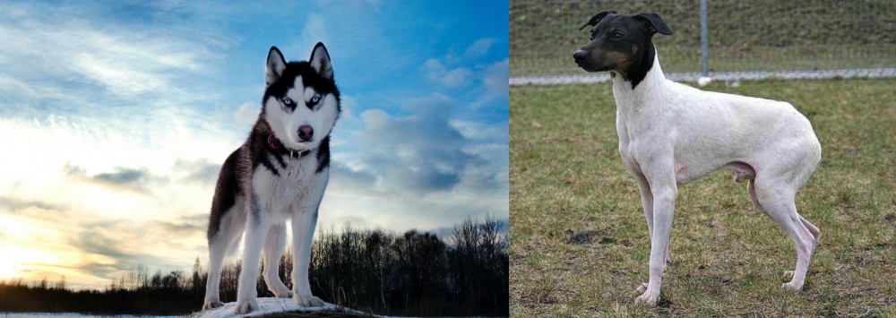 Japanese Terrier vs Alaskan Husky - Breed Comparison