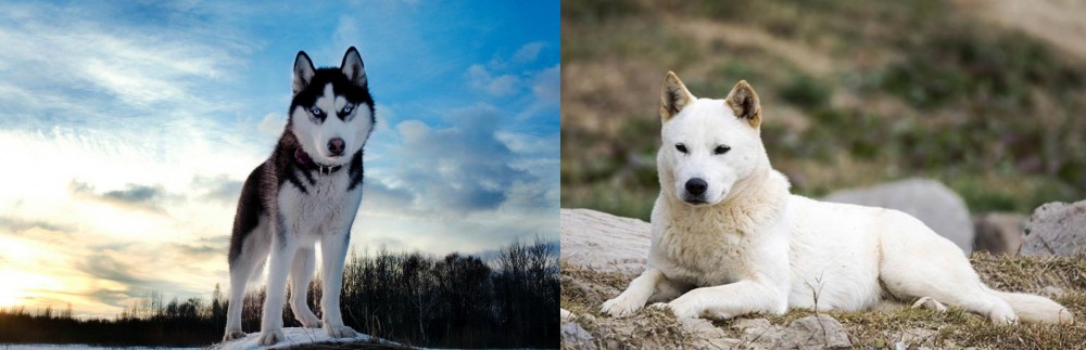 Jindo vs Alaskan Husky - Breed Comparison