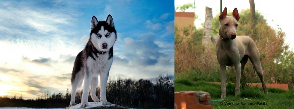 Jonangi vs Alaskan Husky - Breed Comparison