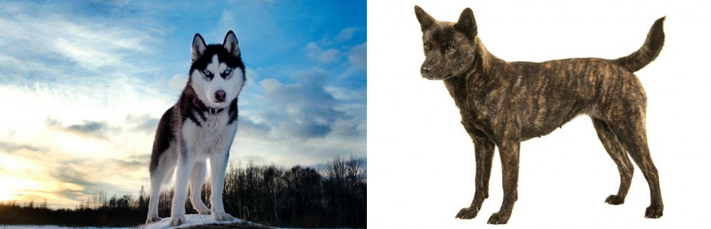 Kai Ken vs Alaskan Husky - Breed Comparison