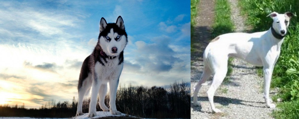 Kaikadi vs Alaskan Husky - Breed Comparison