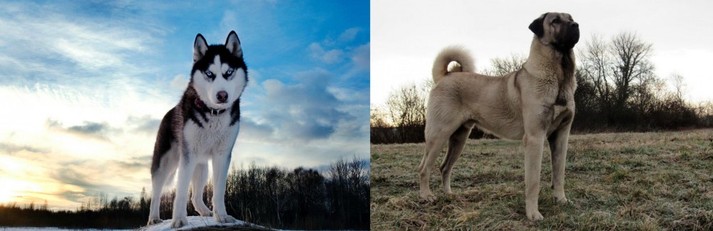 Kangal Dog vs Alaskan Husky - Breed Comparison