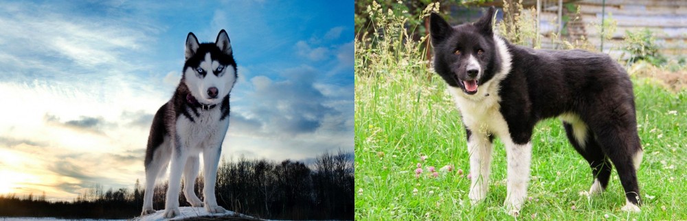 Karelian Bear Dog vs Alaskan Husky - Breed Comparison