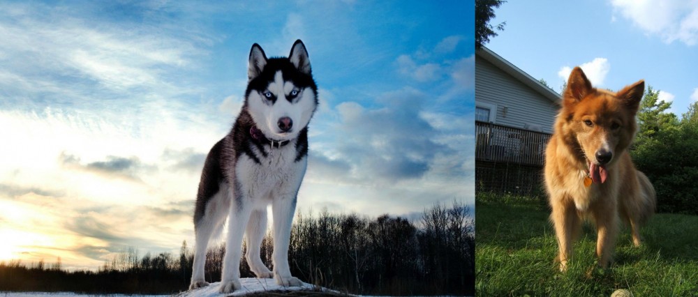 Karelo-Finnish Laika vs Alaskan Husky - Breed Comparison