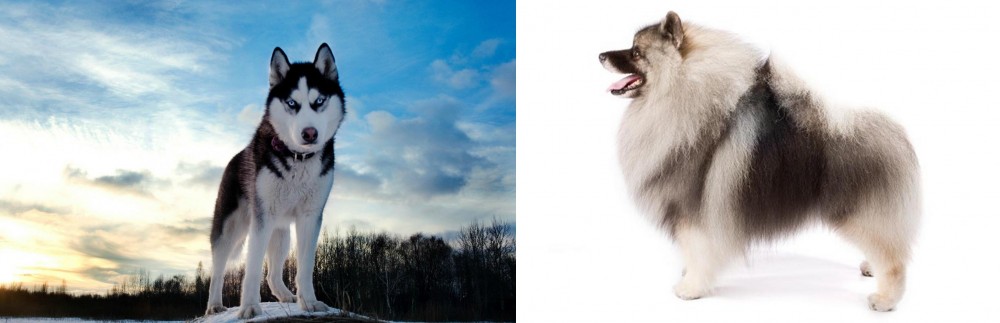Keeshond vs Alaskan Husky - Breed Comparison