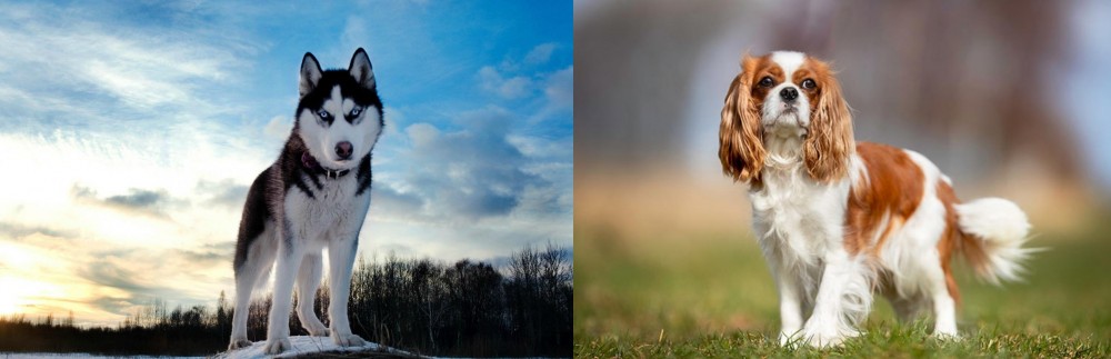 King Charles Spaniel vs Alaskan Husky - Breed Comparison