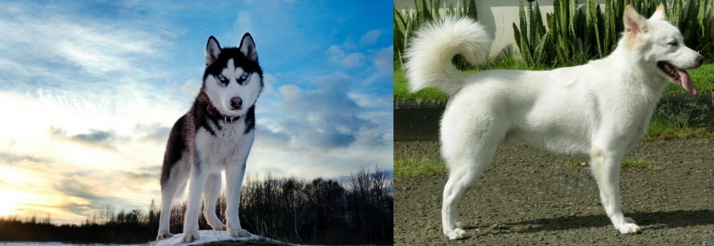 Kintamani vs Alaskan Husky - Breed Comparison