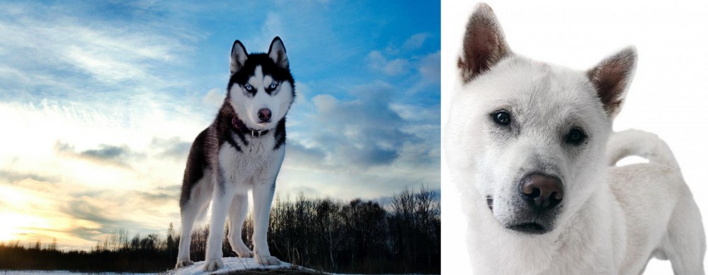 Kishu vs Alaskan Husky - Breed Comparison