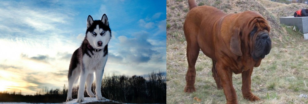 Korean Mastiff vs Alaskan Husky - Breed Comparison