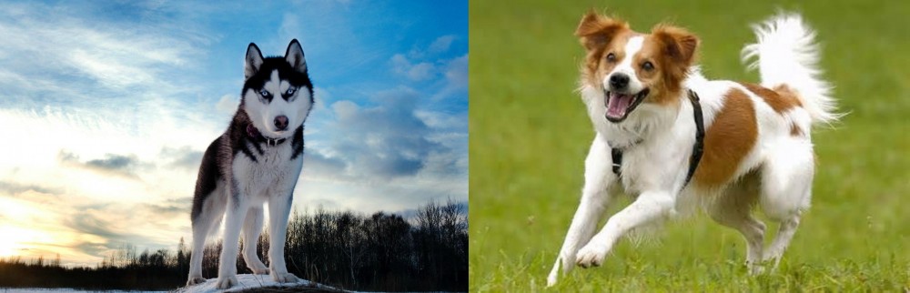 Kromfohrlander vs Alaskan Husky - Breed Comparison