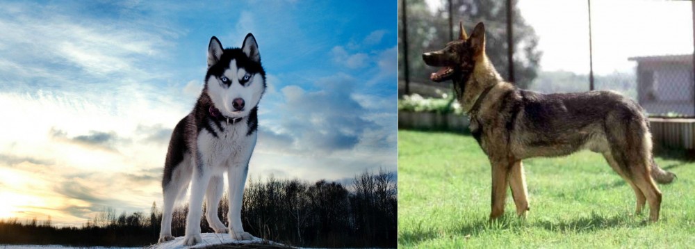 Kunming Dog vs Alaskan Husky - Breed Comparison