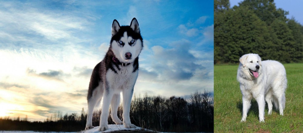 Kuvasz vs Alaskan Husky - Breed Comparison