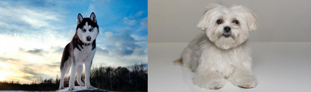 Kyi-Leo vs Alaskan Husky - Breed Comparison
