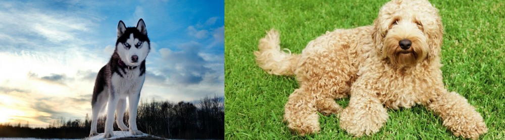 Labradoodle vs Alaskan Husky - Breed Comparison