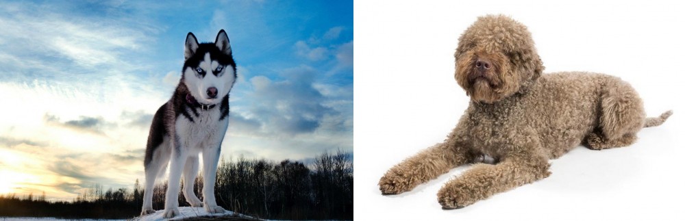 Lagotto Romagnolo vs Alaskan Husky - Breed Comparison