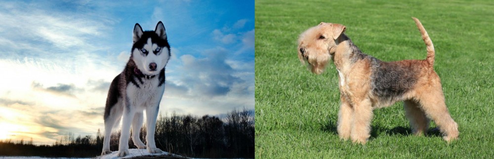 Lakeland Terrier vs Alaskan Husky - Breed Comparison