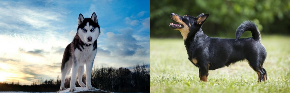 Lancashire Heeler vs Alaskan Husky - Breed Comparison