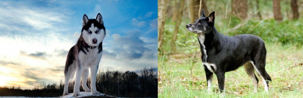 Lapponian Herder vs Alaskan Husky - Breed Comparison