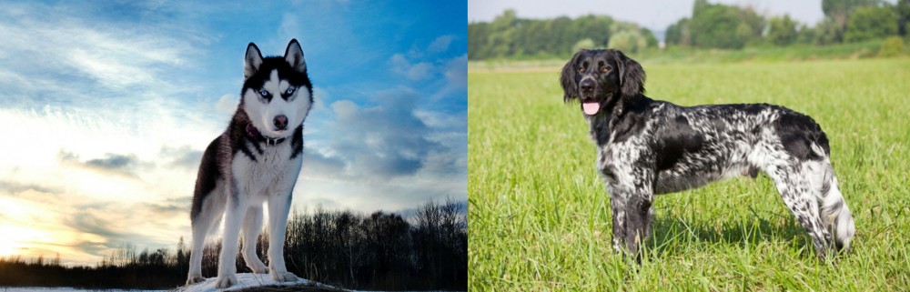 Large Munsterlander vs Alaskan Husky - Breed Comparison