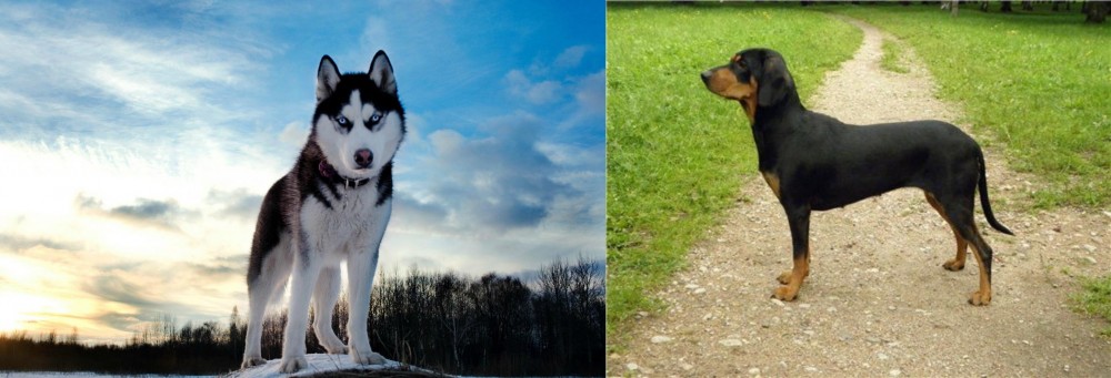 Latvian Hound vs Alaskan Husky - Breed Comparison