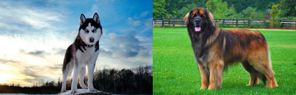 Leonberger vs Alaskan Husky - Breed Comparison