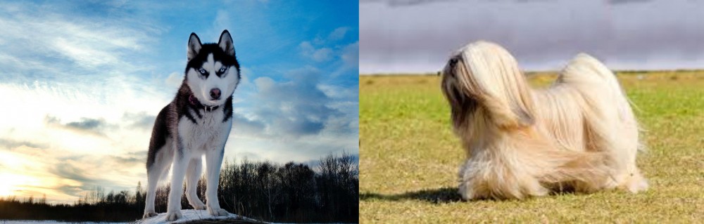 Lhasa Apso vs Alaskan Husky - Breed Comparison