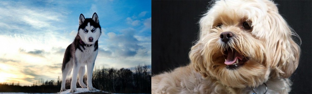 Lhasapoo vs Alaskan Husky - Breed Comparison