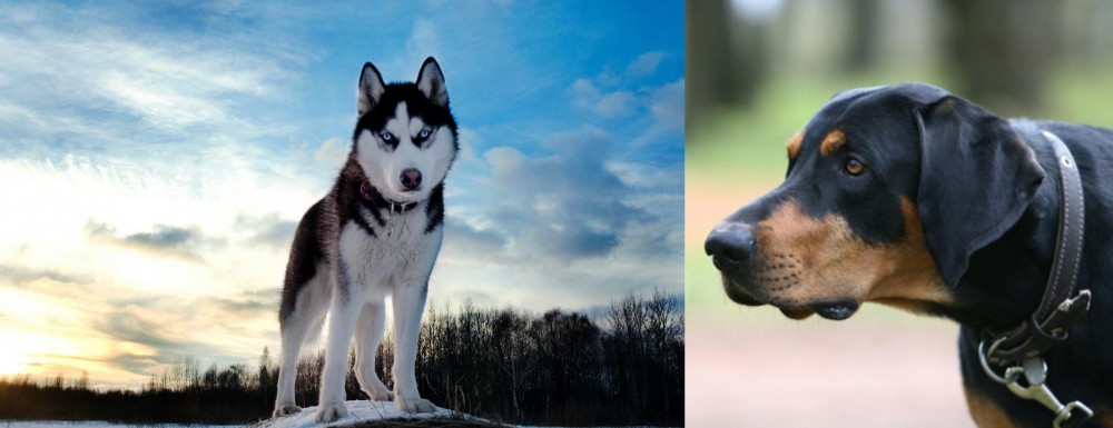 Lithuanian Hound vs Alaskan Husky - Breed Comparison
