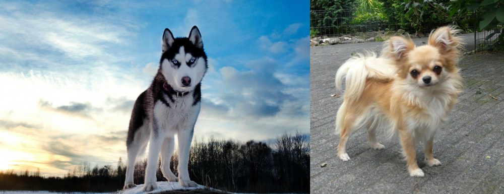 Long Haired Chihuahua vs Alaskan Husky - Breed Comparison