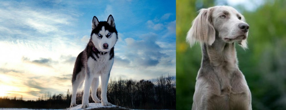 Longhaired Weimaraner vs Alaskan Husky - Breed Comparison
